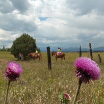 Paardrijden Ardennen