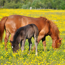 Paardrijden Ardennen