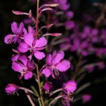 Ontdek de natuur Ardennen