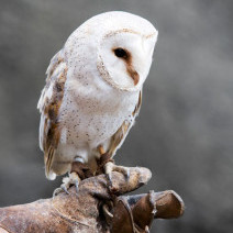 Roofvogel workshop Ardennen